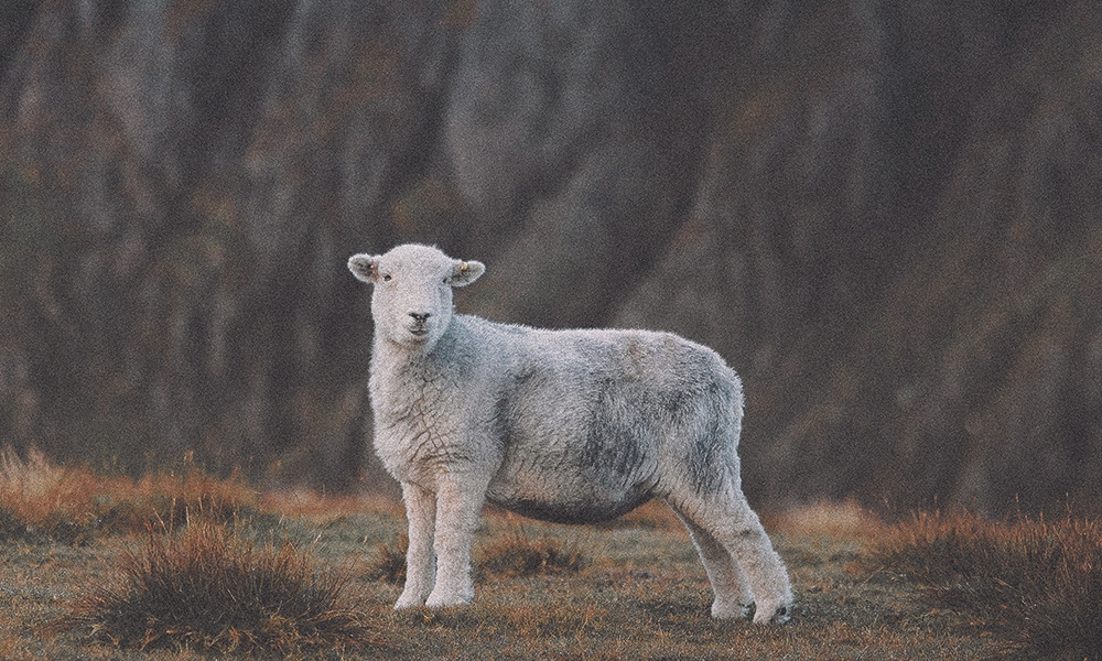 2026: The year we heal the divides